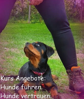 Hundeschule Kerstin Fellner Kursangebote