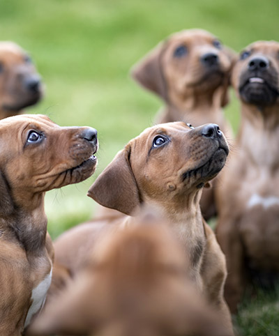 Hundeschule Kerstin Fellner Kursangebote