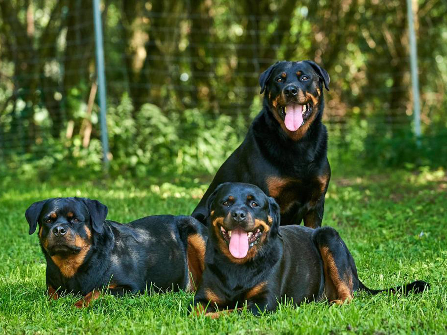 Hundeschule Kerstin Fellner Kursangebote